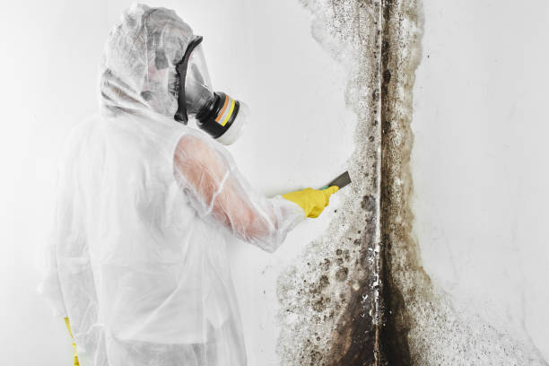 Best Toxic Mold Removal  in Seabrook Island, SC