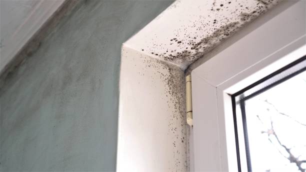 Mold Testing and Removal in Seabrook Island, SC
