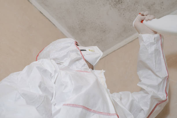 Trusted Seabrook Island, SC Mold Removal Experts