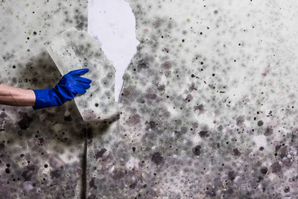 Home Mold Removal in Seabrook Island, SC
