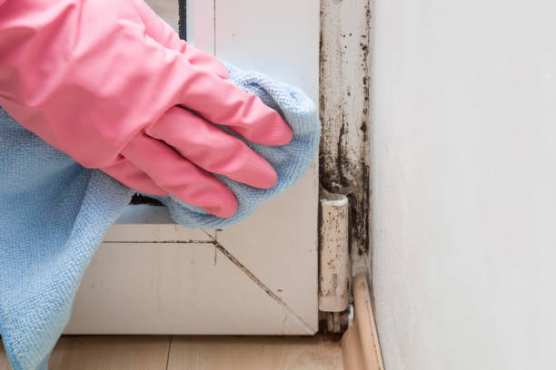 Office Mold Removal Services in Seabrook Island, SC