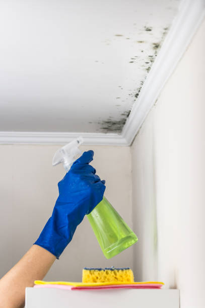Mold Testing and Removal in Seabrook Island, SC